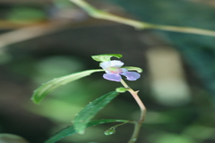 Impatiens mysorensis